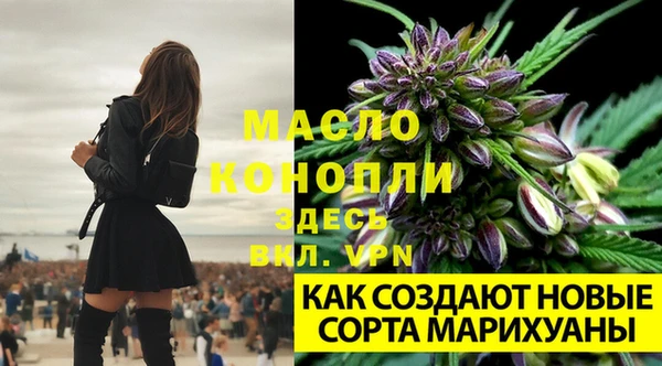 шишки Белокуриха